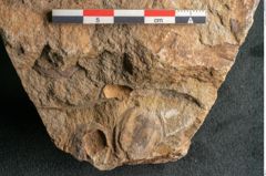 Foto (Detailansicht) von Cyclocarpus sp.  (NHMW-GEO-2024-0188-11158)